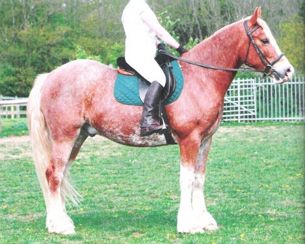 horse Rainhill Rhys (Welsh-Cob (Sek. D), 2004, from Newydd Lloyd)