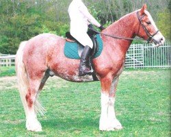 horse Rainhill Rhys (Welsh-Cob (Sek. D), 2004, from Newydd Lloyd)