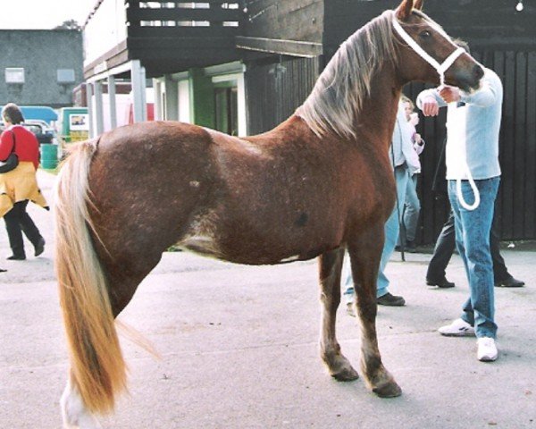 horse Dabernon Champagne Lady (Welsh-Cob (Sek. D), 1993, from Synod Reflection)