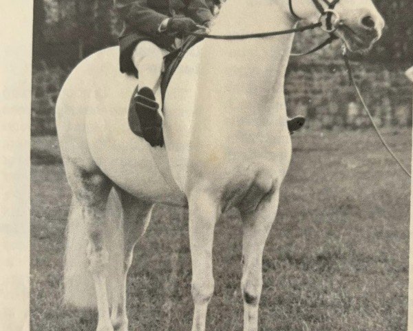 horse Cnapaton Silver Blaze (Welsh mountain pony (SEK.A), 1968, from Kidwell Pipson)