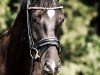 dressage horse Ballantines MK (Westphalian, 2021, from Best Buddy 8)