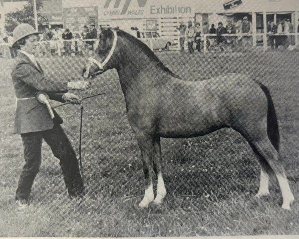 Pferd Weston Hyderus (Welsh Mountain Pony (Sek.A), 1978, von Carnalw Hyderus)