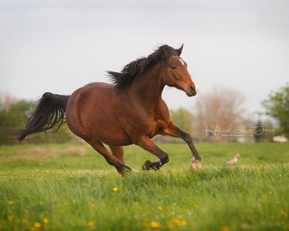 horse Dilara (German Riding Pony,  , from Diablo)