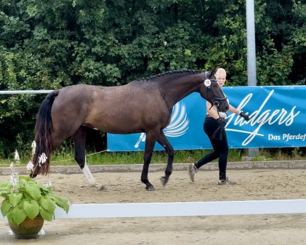 Pferd Pretty Honey (Westfale, 2021, von Pasquino)