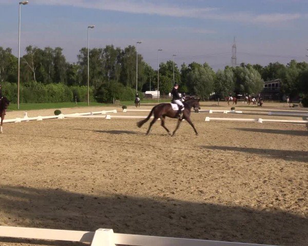 Reitturnier Münster-Roxel 2024