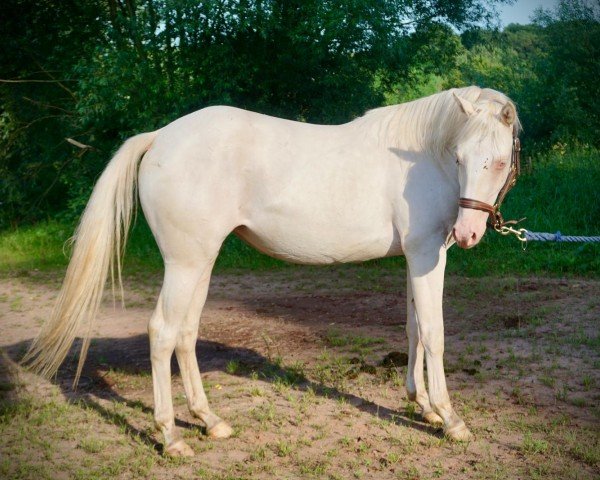 Pferd TJ Twisten Sassy (Quarter Horse, 2022)