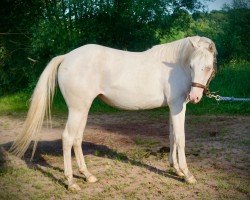 horse TJ Twisten Sassy (Quarter Horse, 2022)