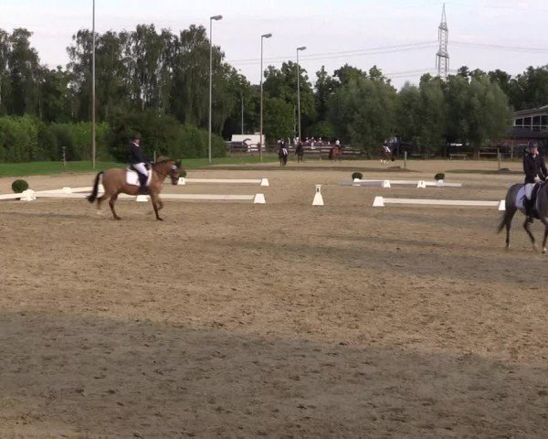 Reitturnier Münster-Roxel 2024