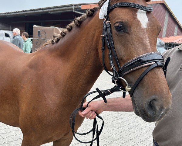 broodmare De Mensinghe's Sterre (New Forest Pony, 2019, from Prodise's Fender)