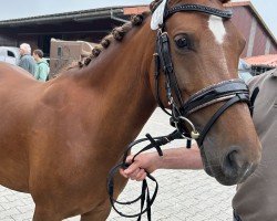 Zuchtstute De Mensinghe's Sterre (New-Forest-Pony, 2019, von Prodise's Fender)