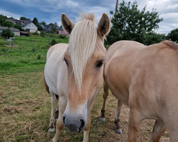 horse Savinja (Fjord Horse, 2022, from Hisco)