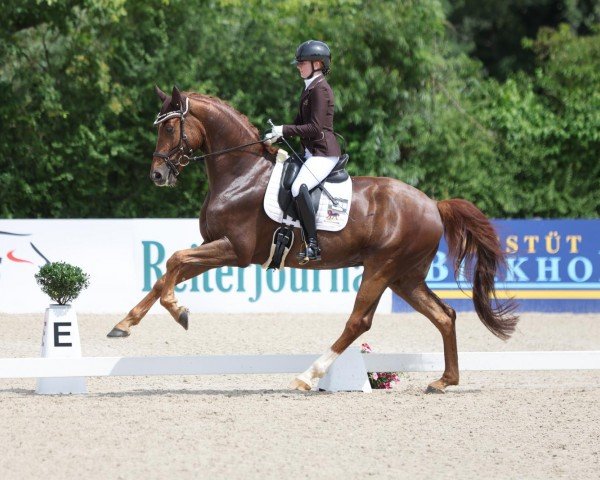 dressage horse FBW Favorite Boy (German Sport Horse, 2018, from Marburg's Floricello OLD)