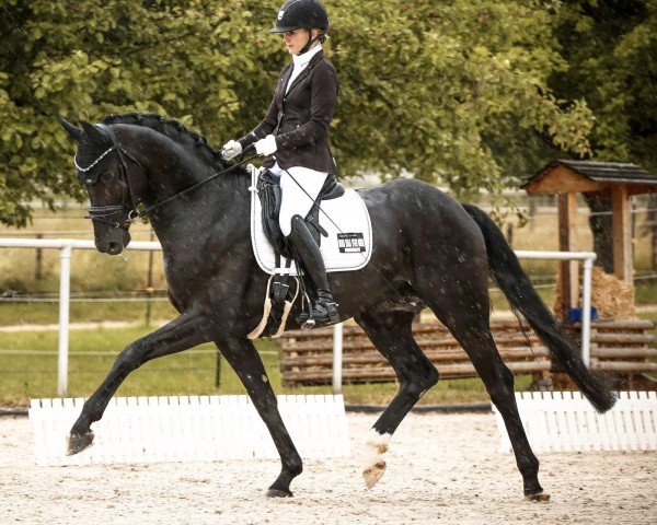 dressage horse RS Bailador (Hanoverian, 2019, from Bon Coeur)