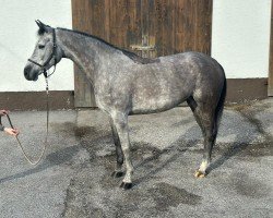 jumper Harper 4 (Hanoverian, 2017, from Hickstead White)