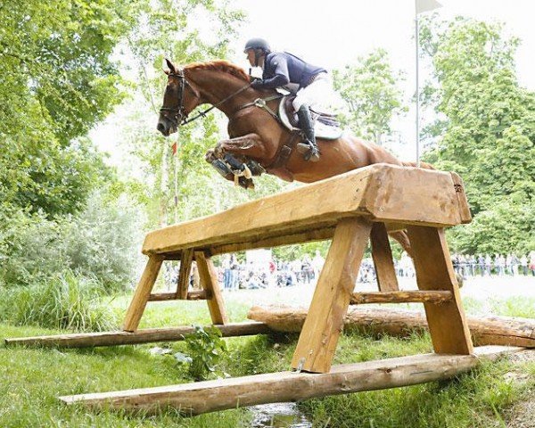 stallion Glücksruf I (Trakehner, 2009, from Dramatiker)