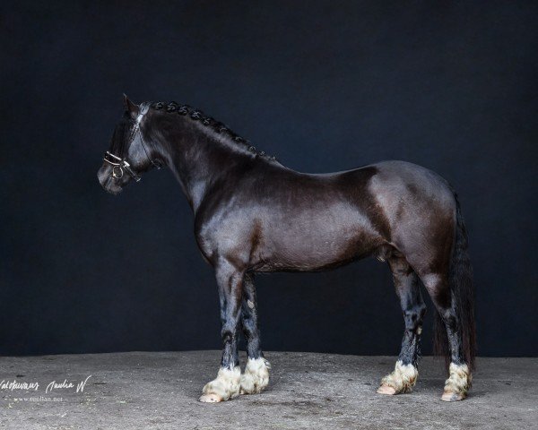 Pferd Goldriver Guinness 36 WD (Welsh-Cob (Sek. D), 2019, von Solloway Railway Express)