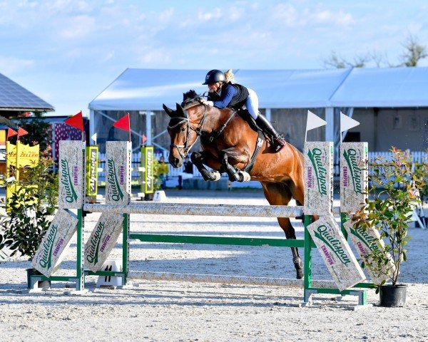 Springpferd Zora Vom Eigen CH (Schweizer Warmblut, 2015, von Zavall VDL)