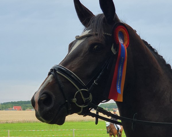 broodmare Abby 104 (German Sport Horse, 2020, from De Niro Gold 3)