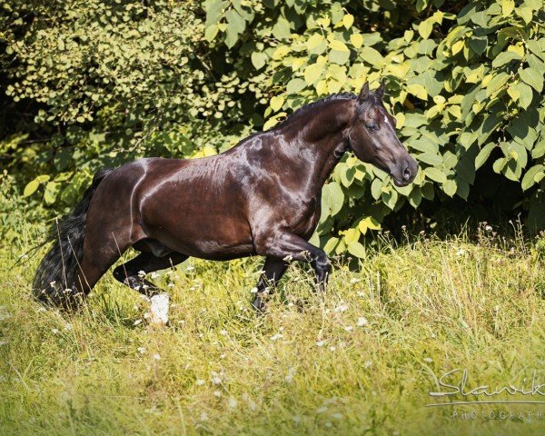 horse Penralltgoch Darby Cantenor (Welsh-Cob (Sek. D), 2009, from BYNEA TELYNOR 39865)