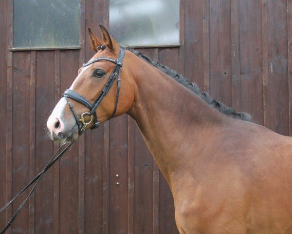 dressage horse Rocky HP (Oldenburg, 2021, from Rock Springs)