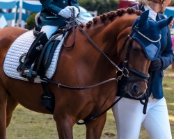 dressage horse Daisy de Luxe (German Riding Pony, 2003, from Don Joshi)