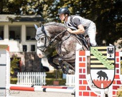 jumper Aida 201 (German Sport Horse, 2019, from Askari)