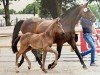 jumper Hengst von Diathletico / Cordial Medoc (Oldenburg show jumper, 2022, from Diathletico FRH)