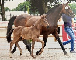 Springpferd Hengst von Diathletico / Cordial Medoc (Oldenburger Springpferd, 2022, von Diathletico FRH)