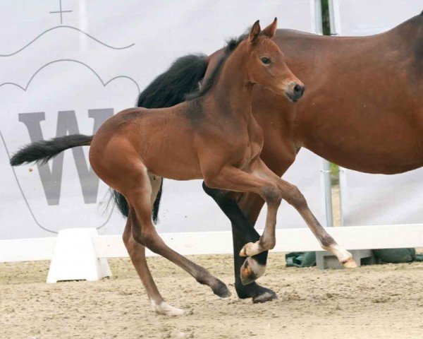 Fohlen von Camaro (Westfale, 2024, von Cornado NRW)