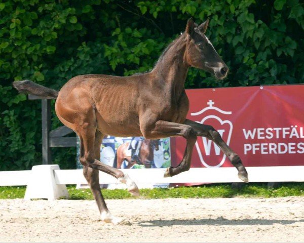 foal by D'Accord (Westphalian, 2024, from Diamantenglanz)