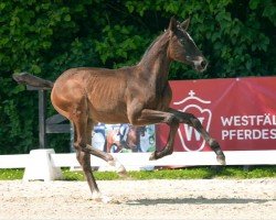 foal by D'Accord (Westphalian, 2024, from Diamantenglanz)