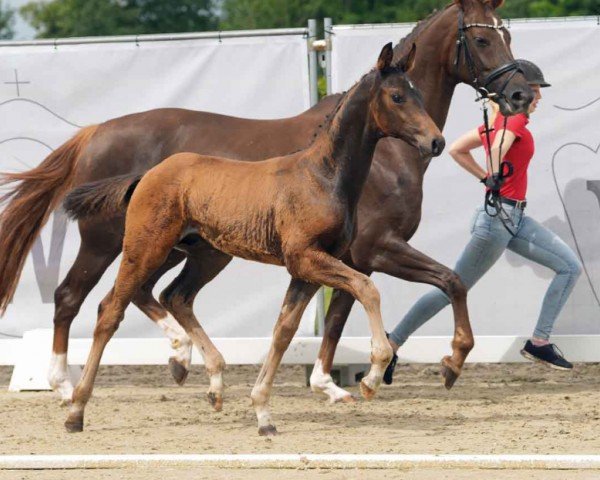 foal by Venom (Westphalian, 2024, from Vision)