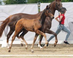 foal by Venom (Westphalian, 2024, from Vision)