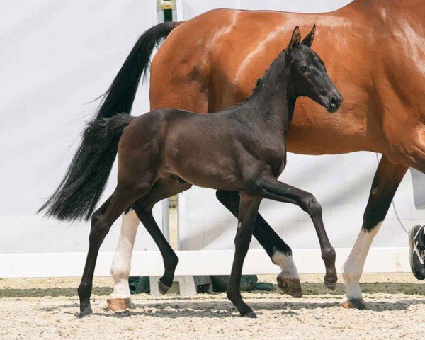 foal by Gloria (Westphalian, 2024, from Glamdale WP)