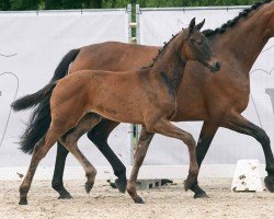 dressage horse Gustav (Westphalian, 2024, from Glamdale WP NRW)