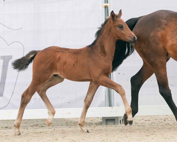 foal by Samurai (Westphalian, 2024, from Sir Heinrich OLD)