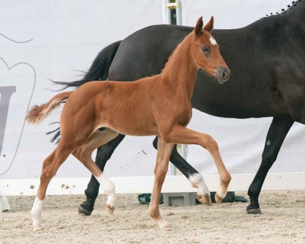 Fohlen von Elano (Westfale, 2024, von Escaneno)