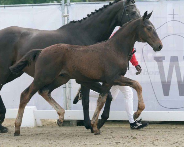 foal by Sebastian (Westphalian, 2024, from Sebastino PS)