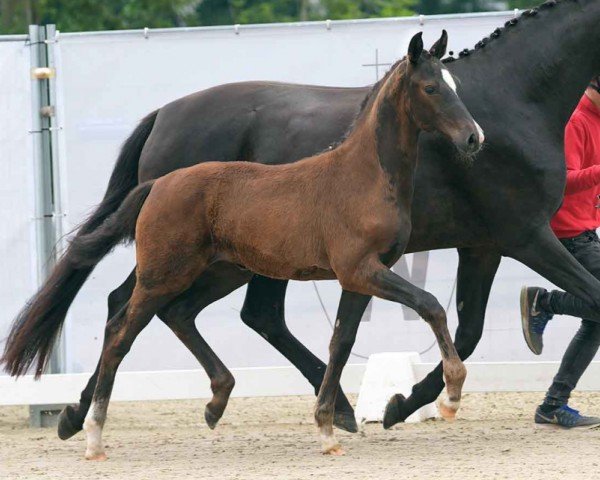 foal by Vesta B (Westphalian, 2024, from Vision)