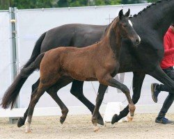 foal by Vesta B (Westphalian, 2024, from Vision)