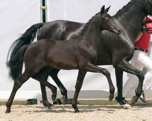 Fohlen von Giselle (Westfale, 2024, von Glamdale WP)