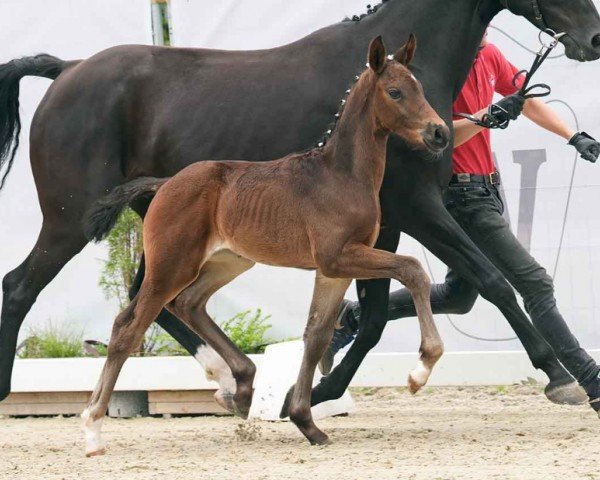 foal by Dario (Westphalian, 2024, from Diamantenglanz)