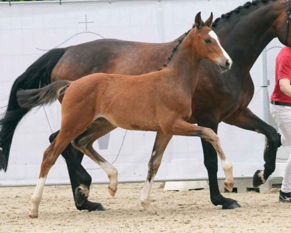 foal by Espacito S (Westphalian, 2024, from Escanto PS OLD)