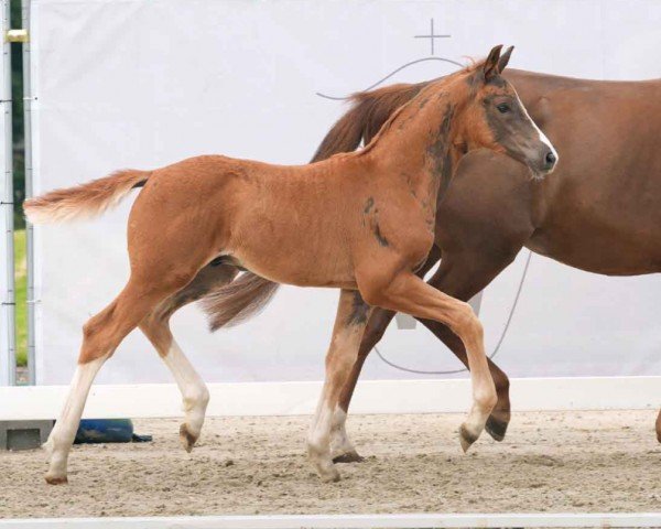 foal by Valesko JD (Westphalian, 2024, from Viva La Vida)