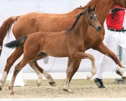 foal by Amanda (Westphalian, 2024, from Armani Gold HW)