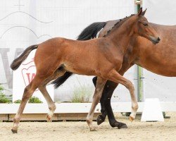 foal by Frangelico (Westphalian, 2024, from Fanegro)