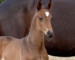 foal by Viva la Vida (Hanoverian, 2024, from Von und Zu)