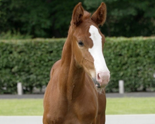 foal by Oreo (Hanoverian, 2024, from Obano)