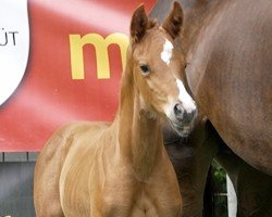 foal Viola (Hanoverian, 2024, from Von und Zu)