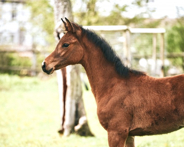 Springpferd Atscha (Rheinländer, 2023, von A La Carte NRW)